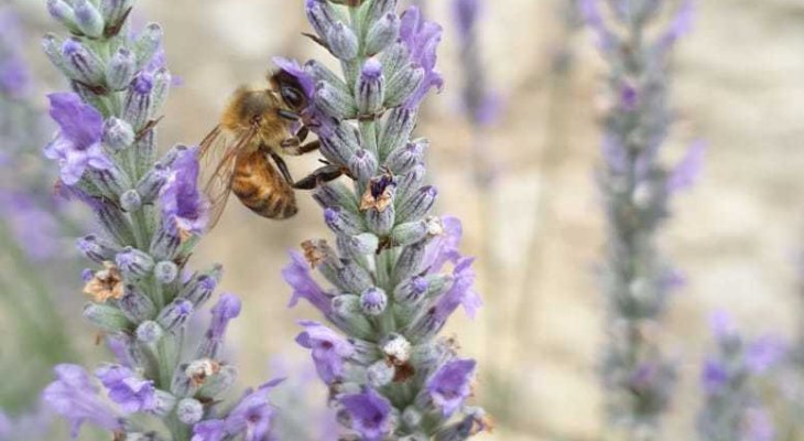 Scénario difficile pour les abeilles ce printemps