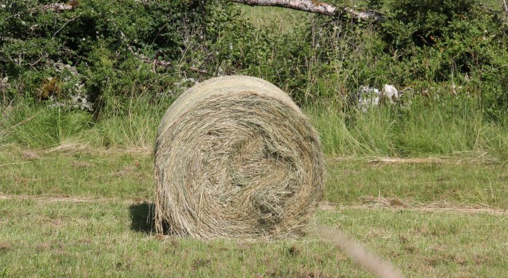 Une roue de foin...
si pleine de sens