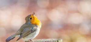 4e Festival Inter Nature du Haut-Jura
du 5 au 7 avril prochain à Saint-Claude !