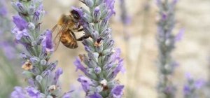 Scénario difficile pour les abeilles ce printemps