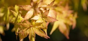 Réouverture de l'agence le 2 septembre