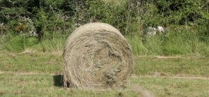 Une roue de foin...
si pleine de sens